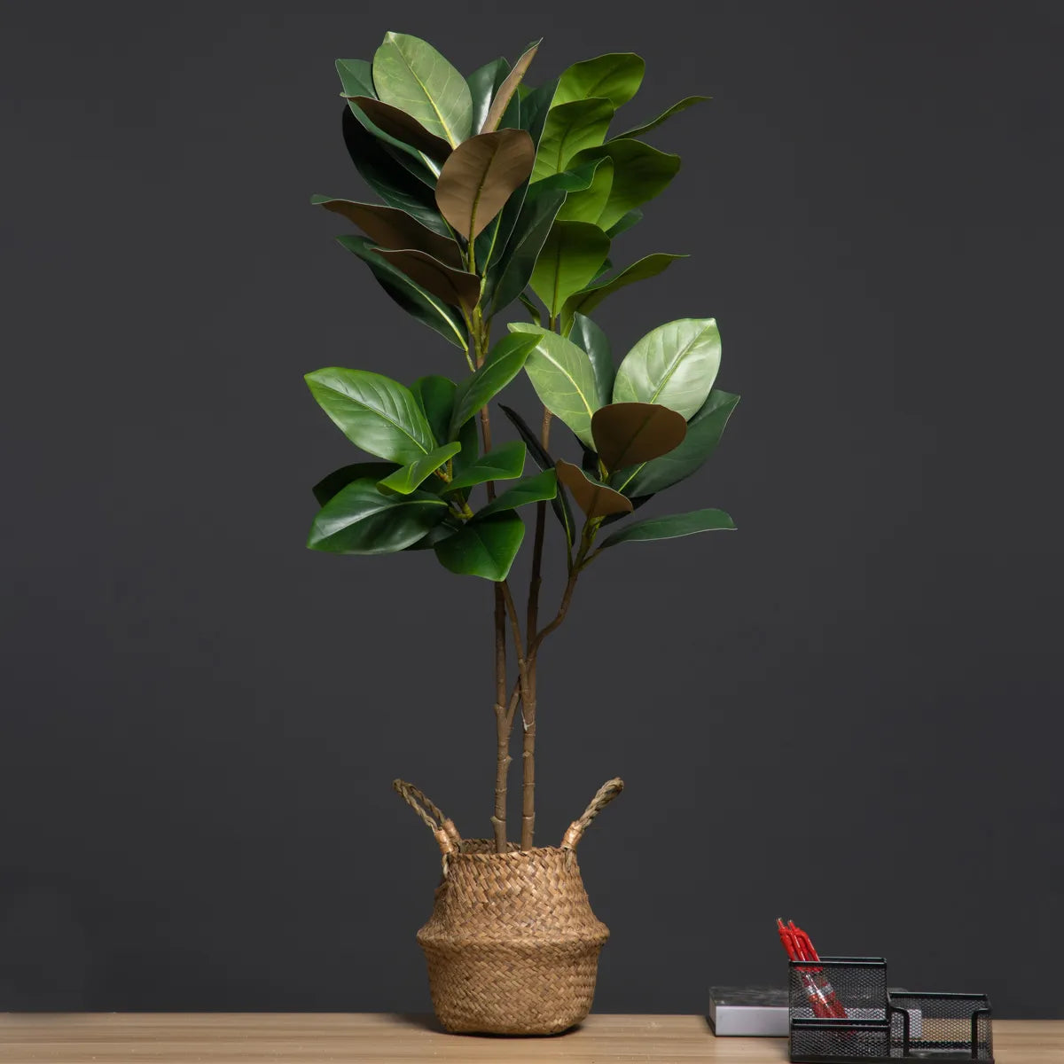 ficus lyrata